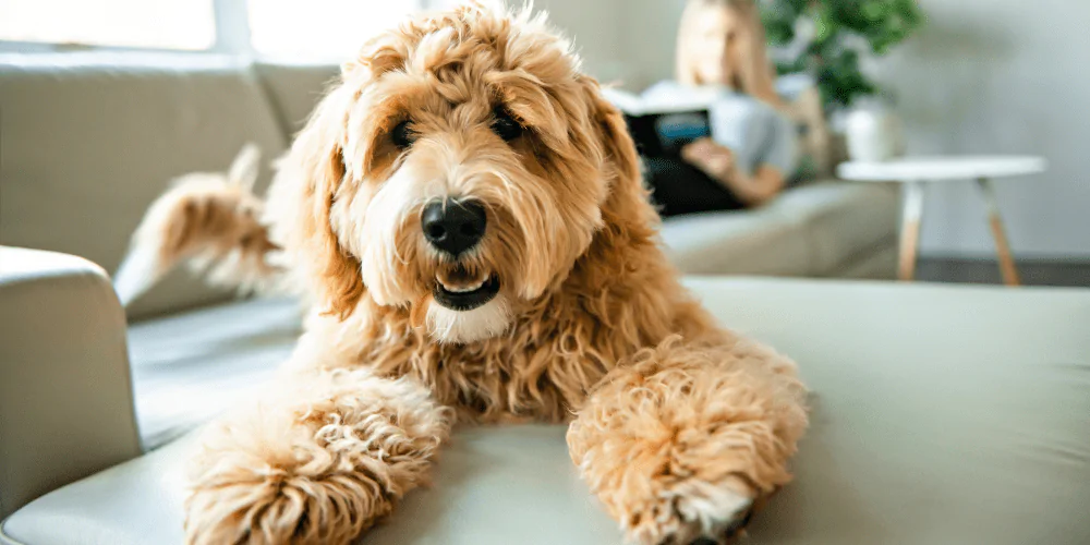 A picture of a Labradoodle lying on a sofa