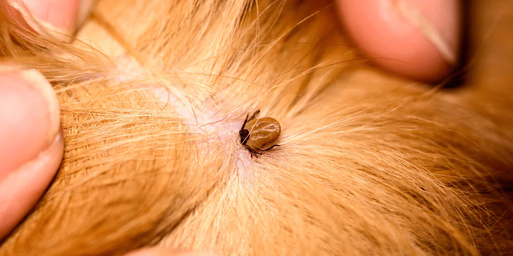 A picture of a tick buried into the skin of a dog