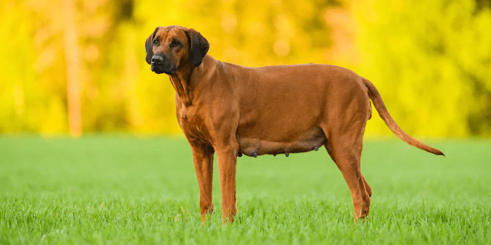 A picture of a Rhodesian Ridgeback going through phantom pregnancy