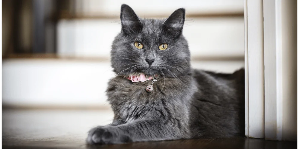 A picture of a microchipped grey long haired cat sat by stairs wearing a collar