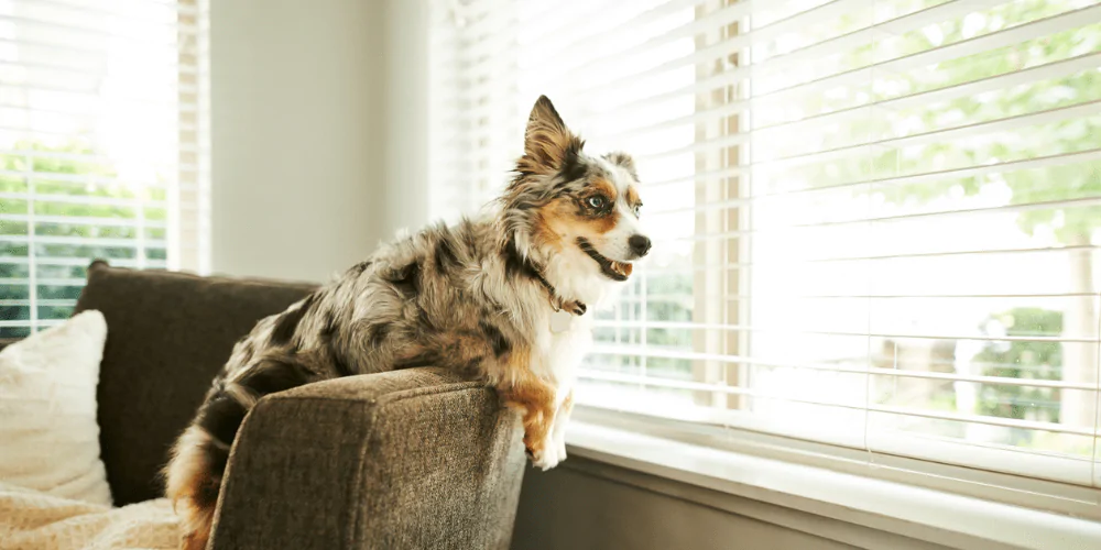 A picture of an Australian window on a chair looking out the window