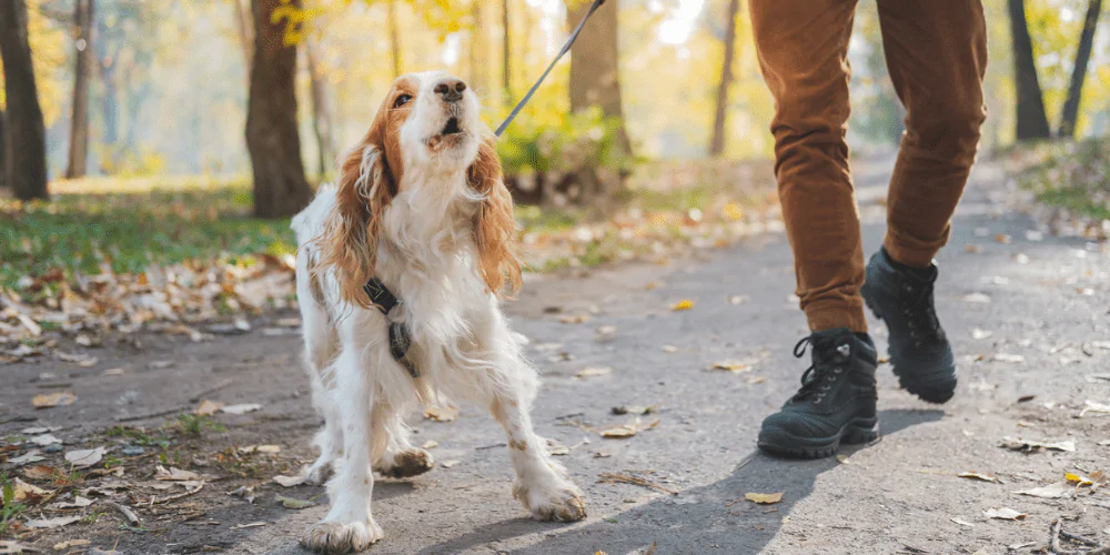 A picture of a Spaniel barking while on a walk in a park with their owner