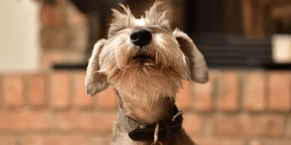 A picture of a Schnauzer barking in the house