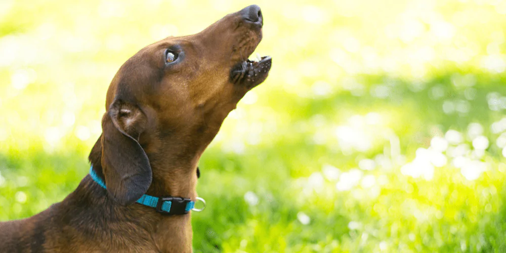 A picture of a Dachshund barking outdoors