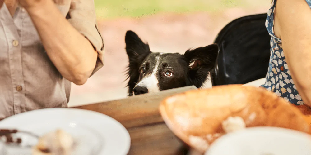 A picture of a Sheepdog waiting by the dinner table