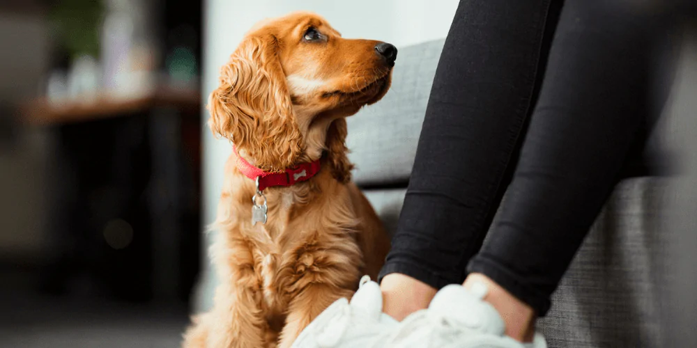 A picture of a Spaniel looking up at its owner and trying to communicate