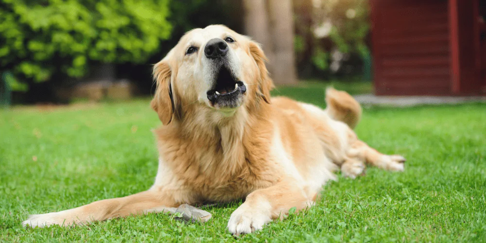 A picture of a Golden Retriever barking while lying in the garden