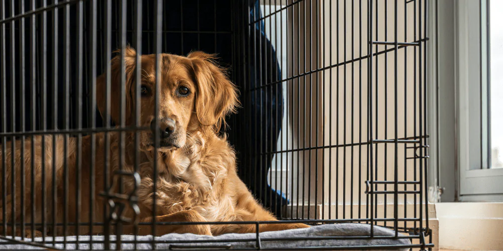 A picture of a mixed breed older dog lying in its crate