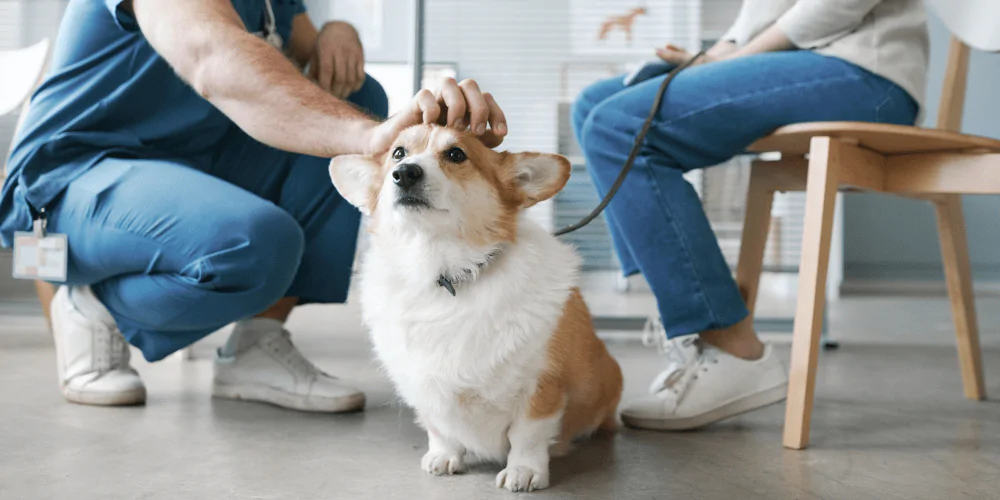 A picture of a Corgi in a vet waiting room