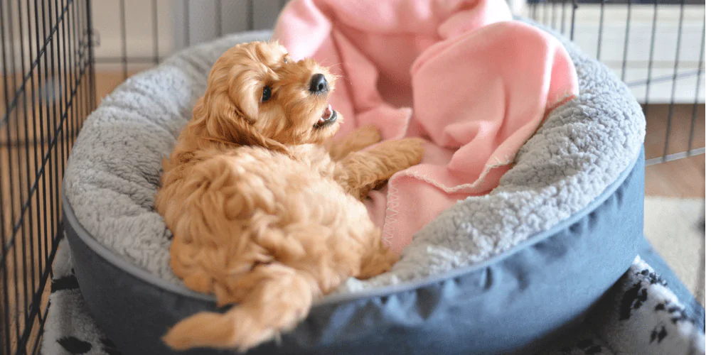 A picture of a Cockapoo puppy lying in its bed in a crate