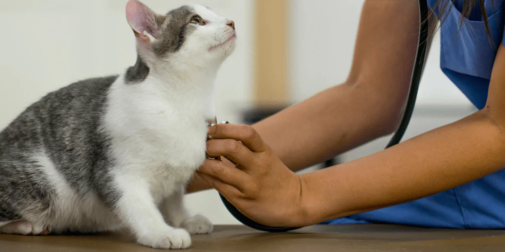 A picture of a tabby cat being checked over by a vet