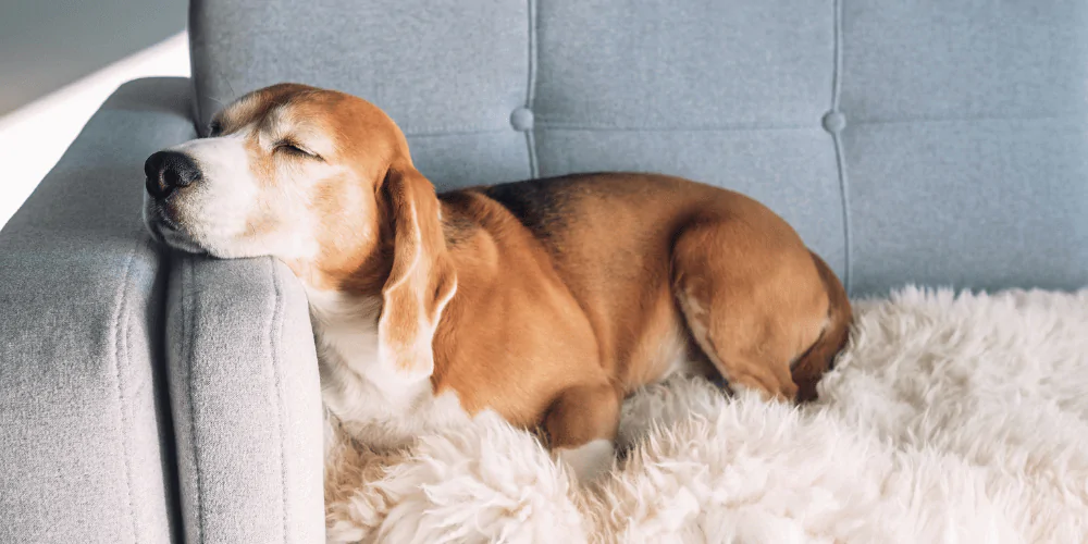 A picture of a Beagle with lungworm sleeping on the sofa