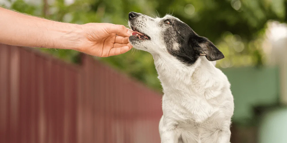 A picture of a mixed breed dog being given lungworm follow up medication at home