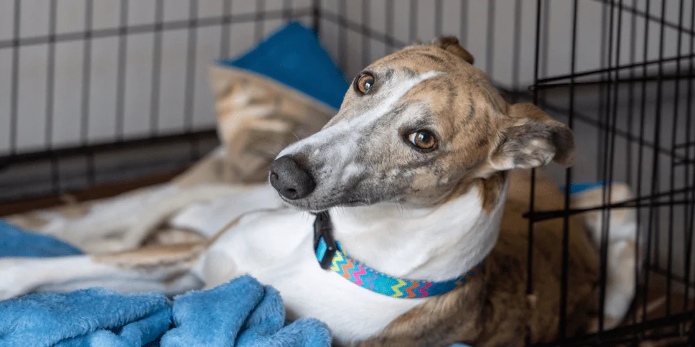 A picture of a Greyhound lying in its crate