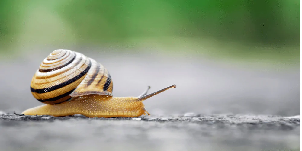 A picture of a snail infected with lungworm