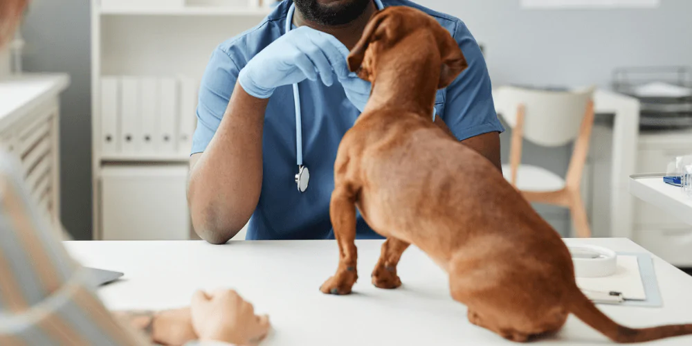 A picture of a Dachshund at a vet consultation