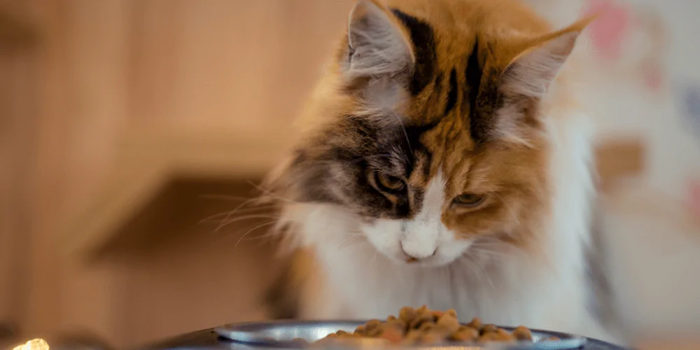 A picture of a ginger, black, and white long haired cat looking down at a bowl of cat food