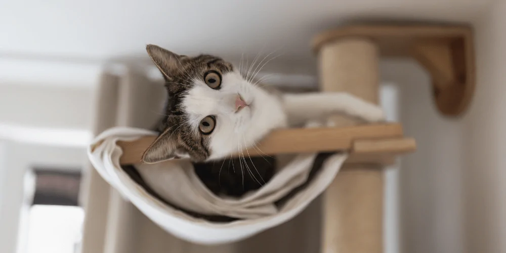 A picture of a moggie lying on a high up platform in a cat tree