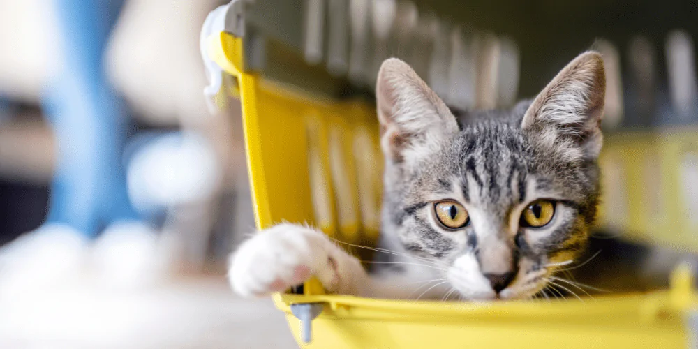 A picture of a tabby cat lying in a yellow cat crate