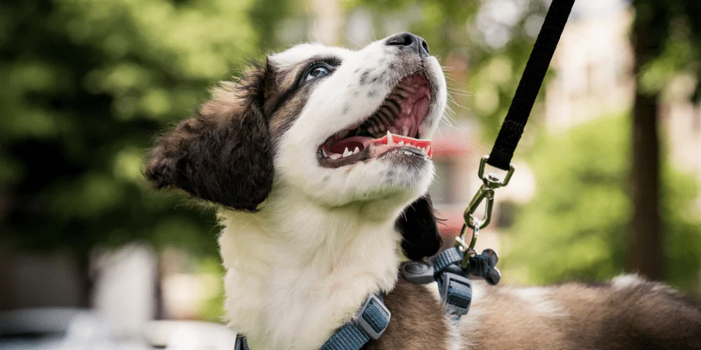 A puppy on a walk looking up at their owner