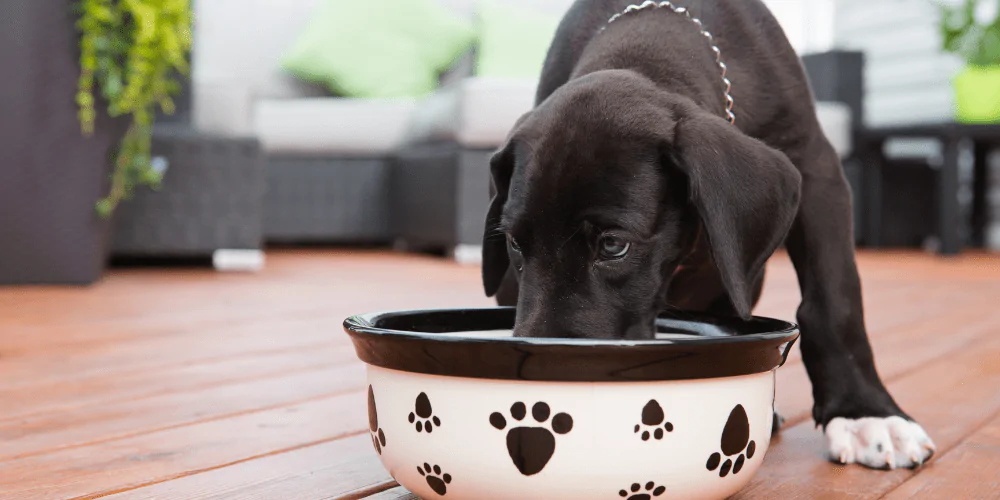 A picture of a Great Dane puppy eating from their food bowl