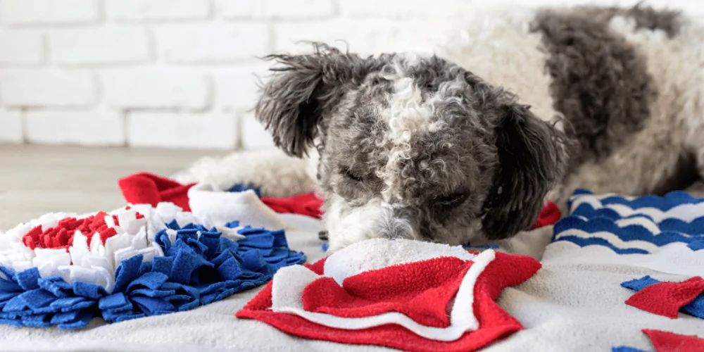 A picture of a Poodle cross puppy hunting for food in their snuffle mat