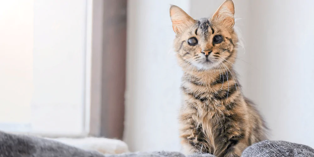 A picture of a blind tabby cat sitting on a sofa