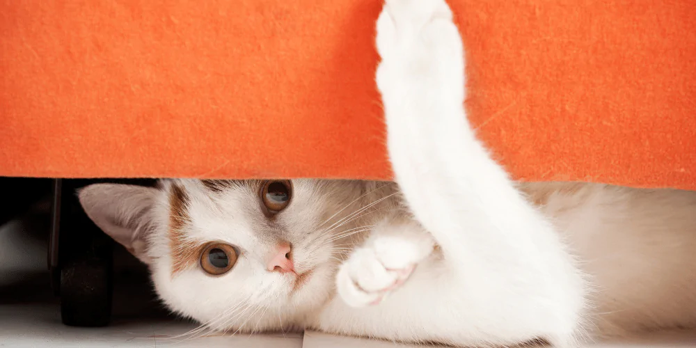 A picture of a white and brown cat hiding under an orange