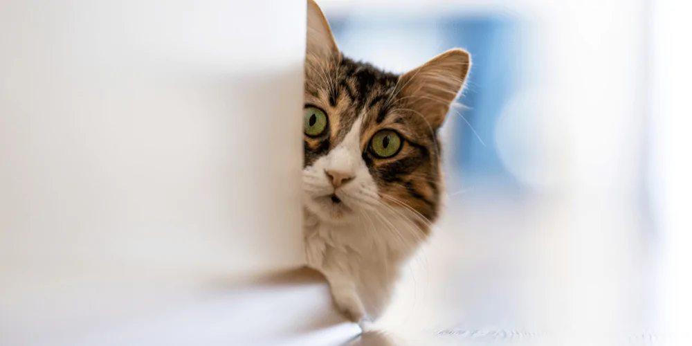 A picture of a long haired tabby cat peering round a corner