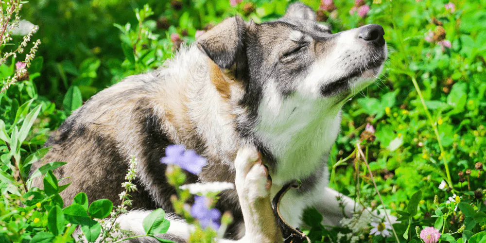 A picture of a mixed breed dog scratching in the garden