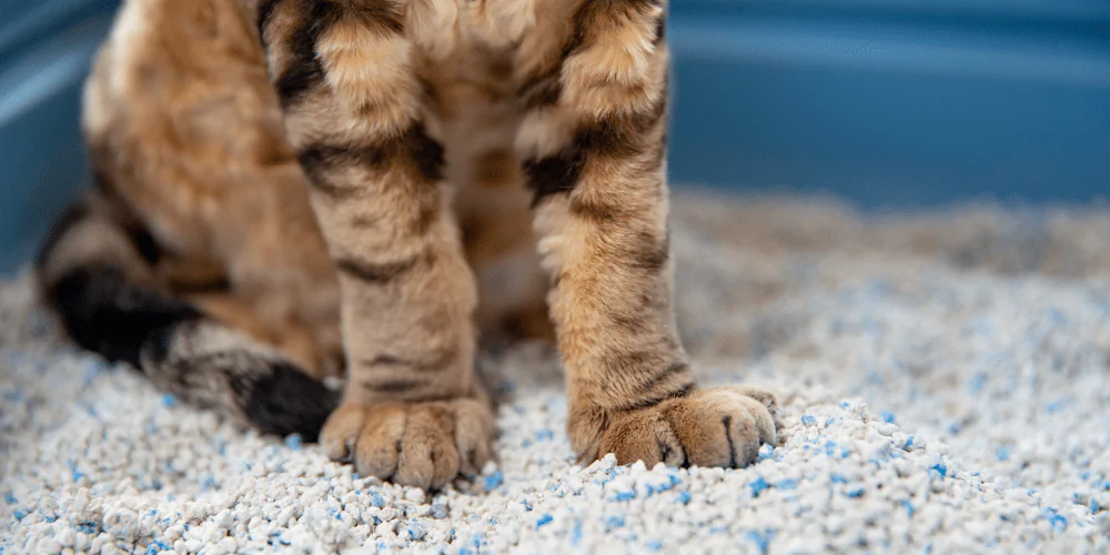 A close up picture of a Devon Rex cat standing in a litter tray