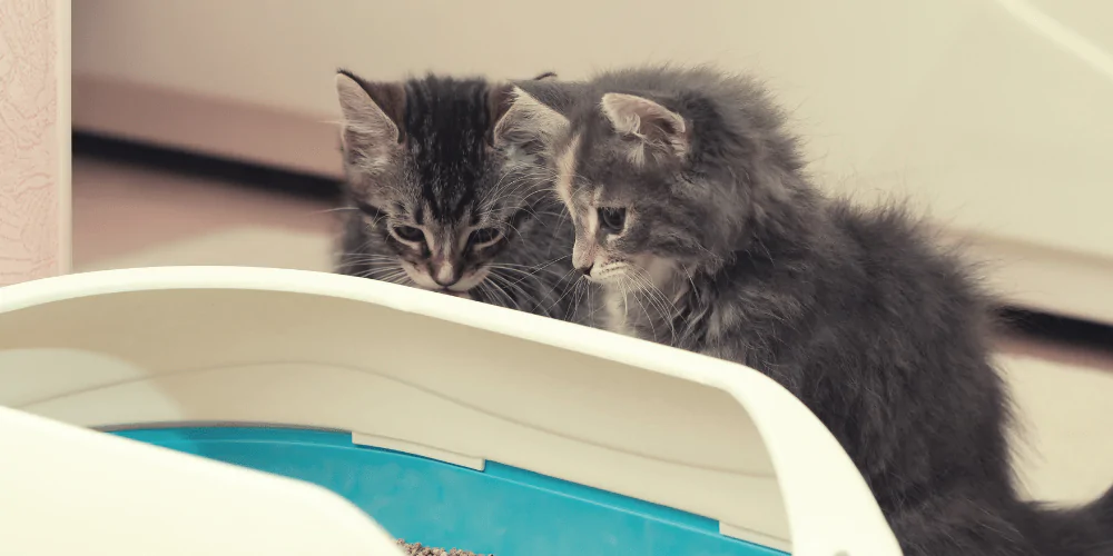 A picture of two fluffy grey kittens looking into a litter tray