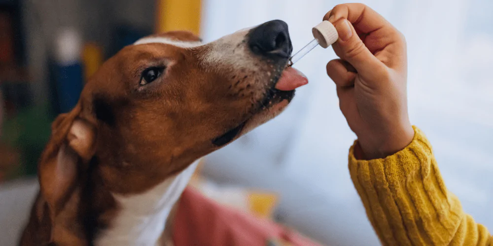 A picture of a nervous male dog being given calming drops