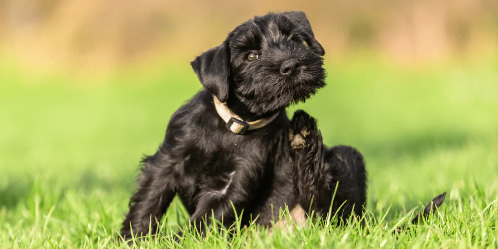 A picture of a Miniature Schnauzer puppy scratching