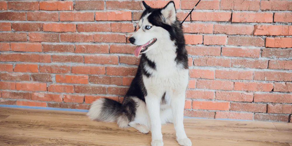 A picture of a Husky on a lead