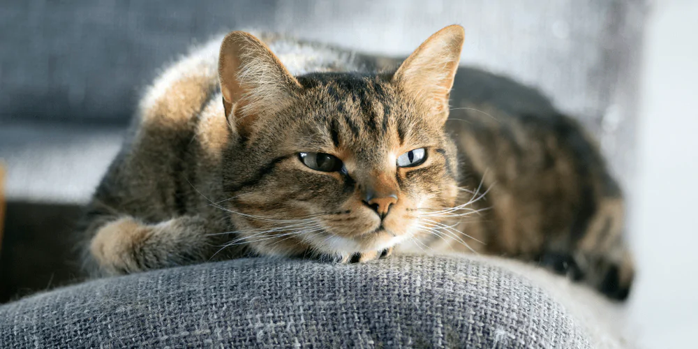 A picture of a short haired cat lying on a sofa listening to puppy sounds