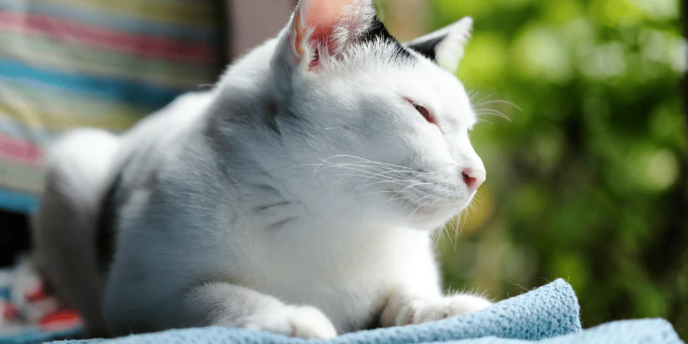 A picture of a black and white cat lying on a puppy scented cloth