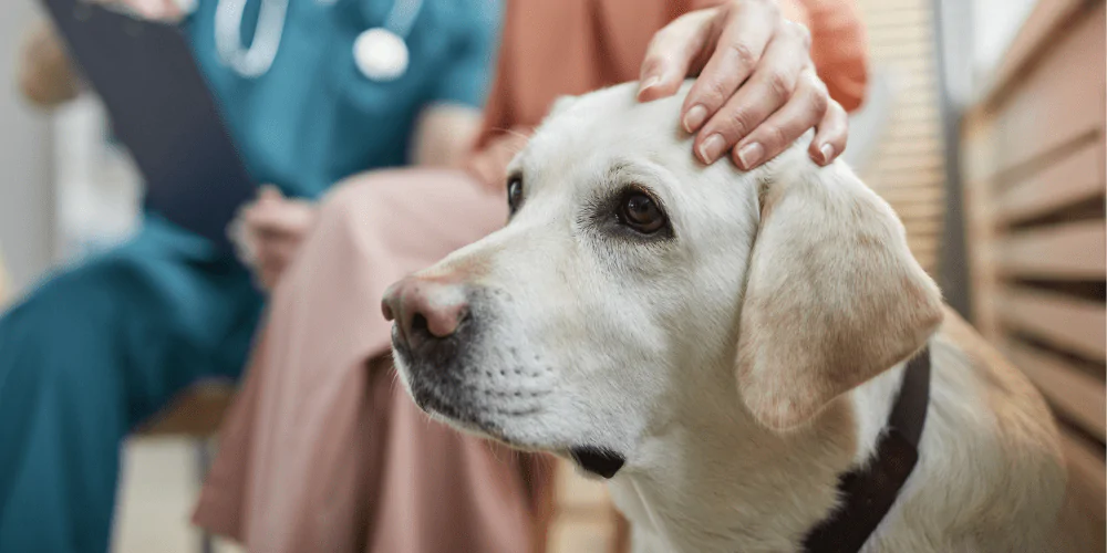 A picture of a Labrador sitting at the vets with their owner