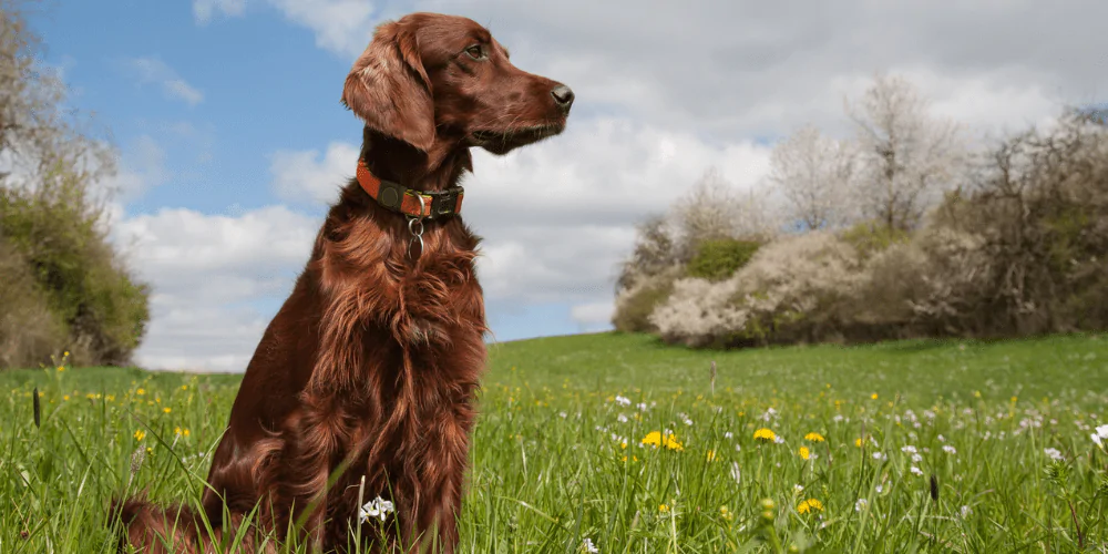 A picture of a male Irish Setter in a field