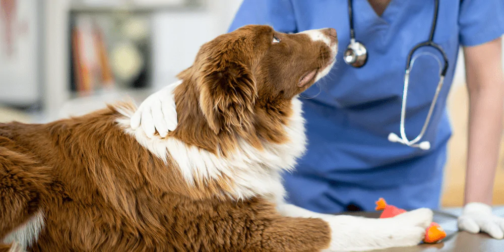 A picture of a Sheepdog at their vet practice looking up at the vet