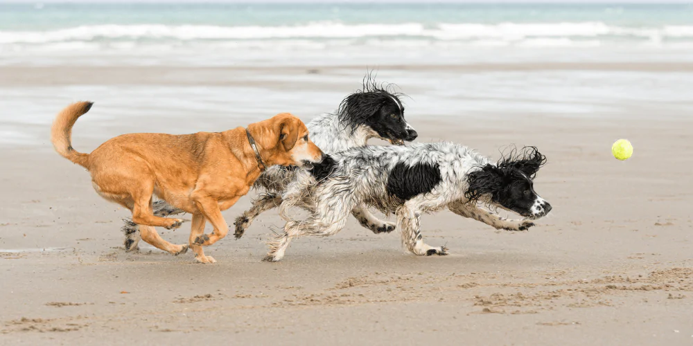 A picture of two Spaniels and a mixed breed dog chasing after a tennis ball on a beach