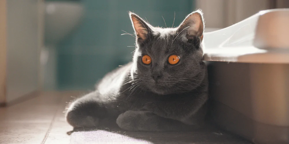 A picture of a British Shorthair cat lying next to a litter tray