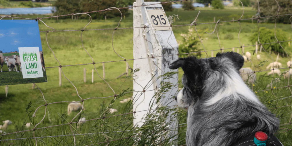 A picture of a Sheepdog puppy watching sheep in a field