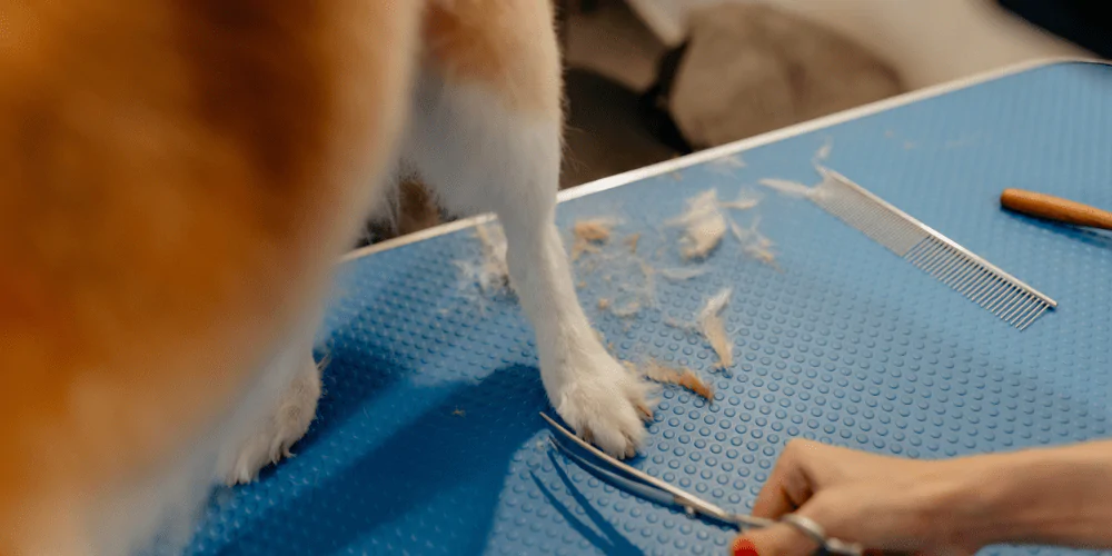 A picture of a dog getting the fur around its paws trimmed