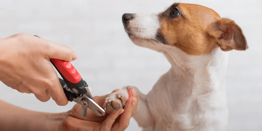 A picture of a Jack Russell Terrier puppy getting their claws clipped