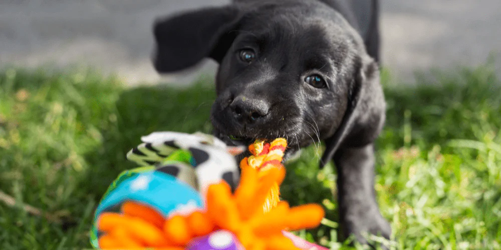 A picture of a Labrador playing tug of war with a brightly coloured toy