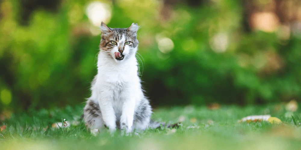 A picture of a short haired cat licking its face while sat in a garden