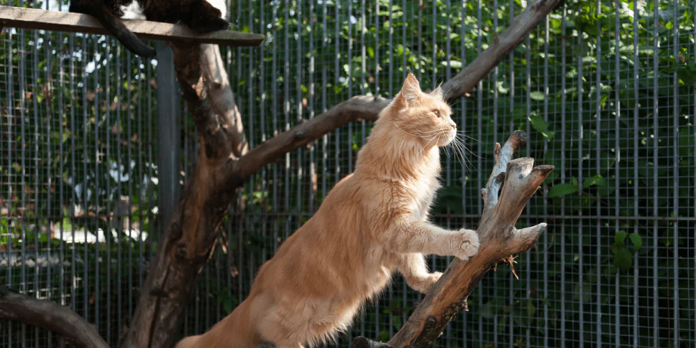 A picture of a ginger Maine Coon sitting on a branch in a catio