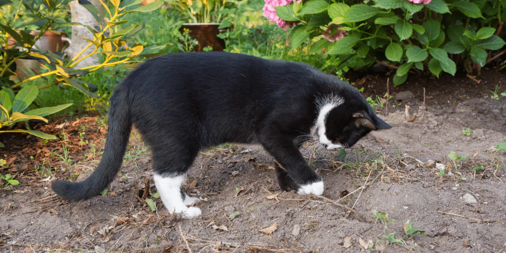 A picture of a tuxedo cat digging a hole in the garden to go to the toilet