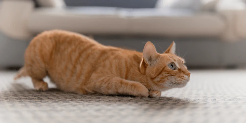 A picture of a ginger moggie lying on the ground ready to pounce